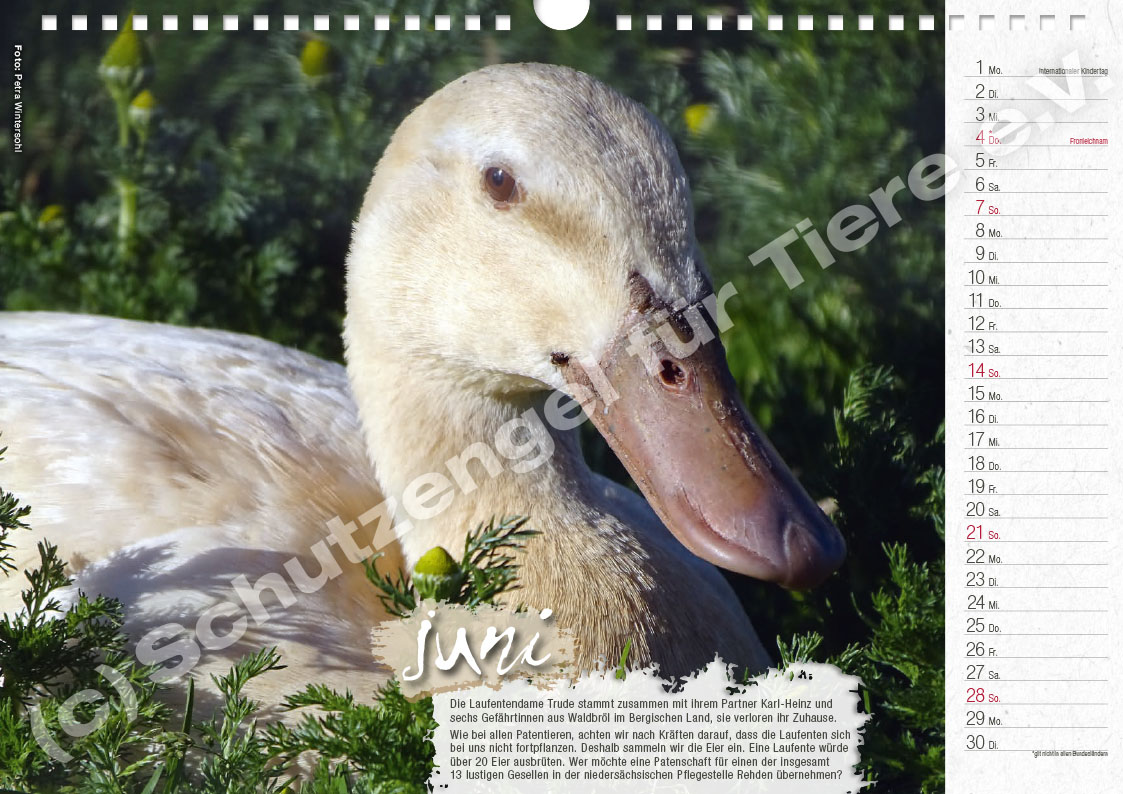 Kalender "Lebensfreude 2026" – Bild 7