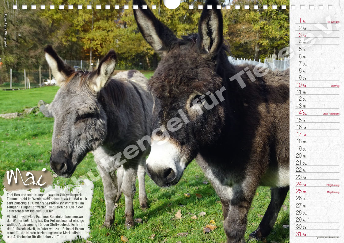 Kalender "Lebensfreude 2026" – Bild 6