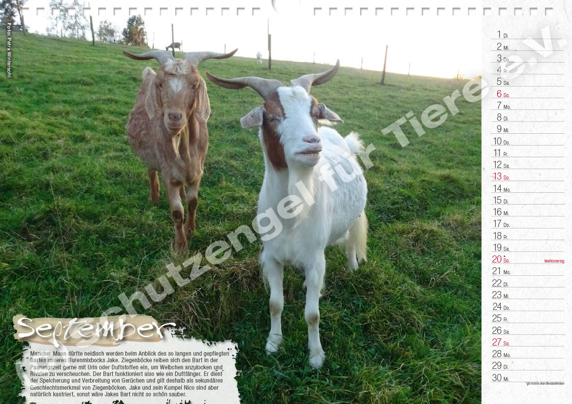 Kalender "Lebensfreude 2026" – Bild 10