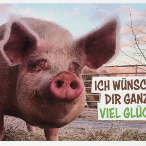 Gruß-Postkarte Schwein Pippilotta